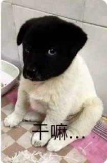 🌟 emoji 正版浪新 @langxintv Telegram sticker 24 of 52