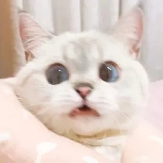😮 emoji Nana cat Telegram sticker 11 of 16