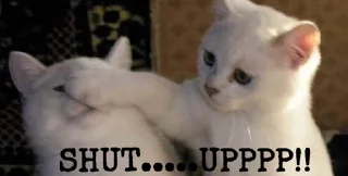 🤫 emoji Angry Cat Telegram sticker 20 of 62