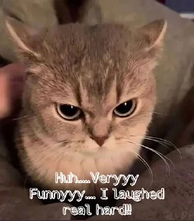 Sticker from Angry Cat