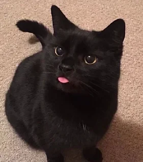 😛 emoji Angry Cat Telegram sticker 11 of 62
