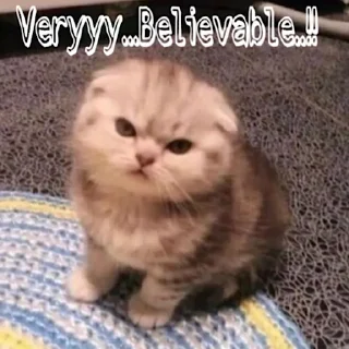 🤨 emoji Angry Cat Telegram sticker 5 of 62