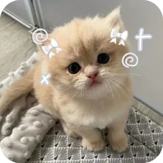 🐱 emoji Cookie 🍪 Telegram sticker 12 of 52