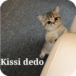 🐱 emoji Masoom baccha 🐣 Telegram sticker 9 of 48