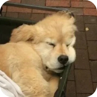 🐶 emoji Johanoe being silly Telegram sticker 10 of 103