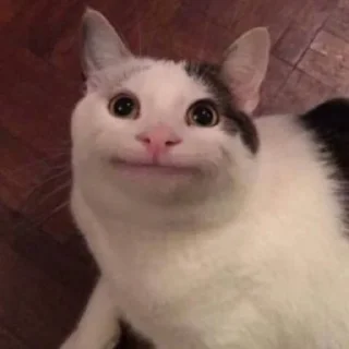 🐱 emoji meong Telegram sticker 14 of 35