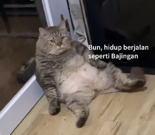 😼 emoji kucing kesayangan Telegram sticker 9 of 91