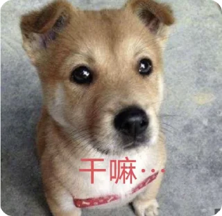 🌟 emoji 正版浪新 @langxintv Telegram sticker 15 of 52