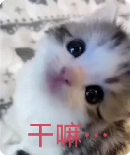🌟 emoji 正版浪新 @langxintv Telegram sticker 16 of 52