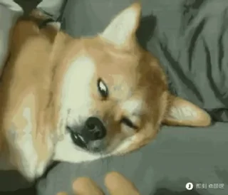 🐶 emoji 黑色心情 @XinYi99866 Telegram sticker 17 of 50