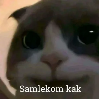 😺 emoji Kucing kesayangan kita <3 @lpmtetet Telegram sticker 9 of 50
