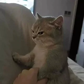 Sticker from Angry Cat