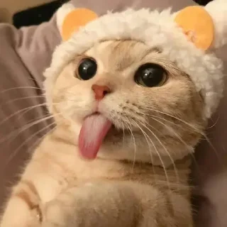 😝 emoji if andy was a purrball Telegram sticker 19 of 20