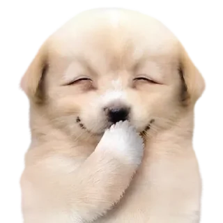 😀 emoji Johanoe being silly Telegram sticker 17 of 103