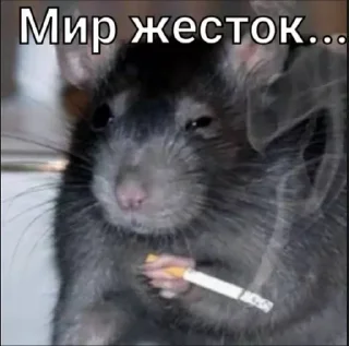 🌟 emoji Крыса обосанная 🐀 Telegram sticker 9 of 107