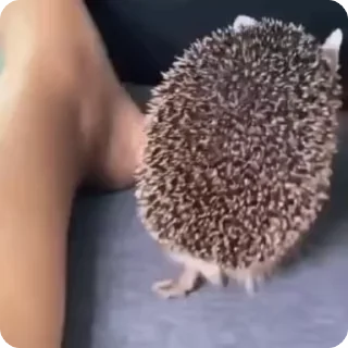 🌟 emoji Крыса обосанная 🐀 Telegram sticker 19 of 107