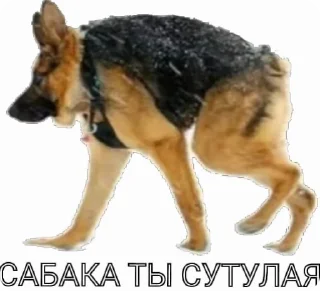 🌟 emoji Крыса обосанная 🐀 Telegram sticker 12 of 107