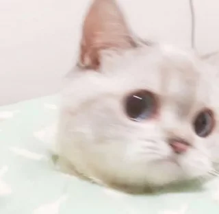 😳 emoji 小涼伴 Telegram sticker 14 of 36