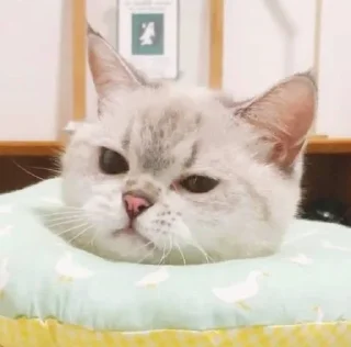 🥲 emoji 小涼伴 Telegram sticker 13 of 36