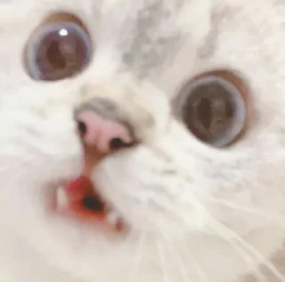 😯 emoji 小涼伴 Telegram sticker 23 of 36