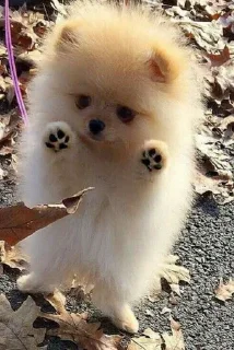 🥺 emoji Стикерпак от Спикерпака Telegram sticker 19 of 68