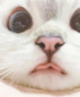 😛 emoji 小涼伴 Telegram sticker 20 of 36
