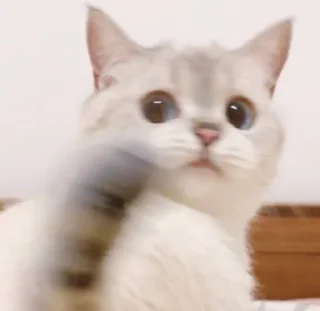 🐈 emoji 小涼伴 Telegram sticker 11 of 36