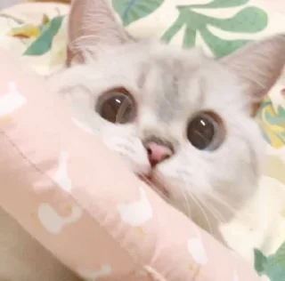 👀 emoji 小涼伴 Telegram sticker 21 of 36