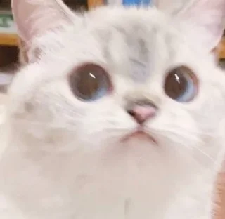 👀 emoji 小涼伴 Telegram sticker 16 of 36