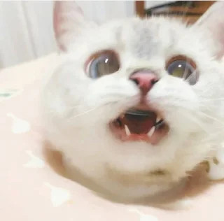 🥺 emoji 小涼伴 Telegram sticker 18 of 36