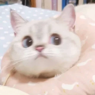 😒 emoji 小涼伴 Telegram sticker 24 of 36