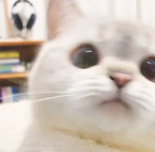 🙃 emoji 小涼伴 Telegram sticker 10 of 36