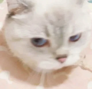 😠 emoji 小涼伴 Telegram sticker 9 of 36