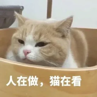 🐱 emoji Caesar0311偷来的贴纸 Telegram sticker 12 of 120