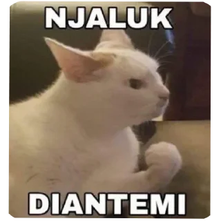 🐱 emoji ody punya Telegram sticker 6 of 74