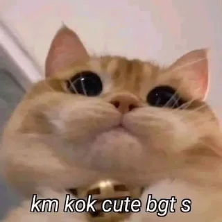 🐈 emoji UcinggGmoyy Telegram sticker 9 of 31