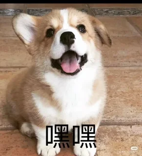 🌟 emoji oshimeinu~修狗 Telegram sticker 14 of 41