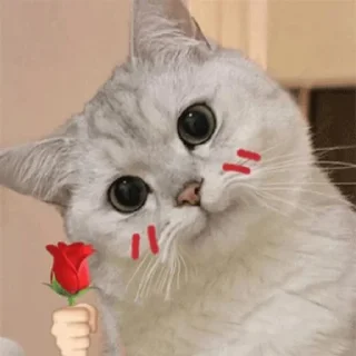 🌹 emoji 猫猫 Telegram sticker 7 of 7