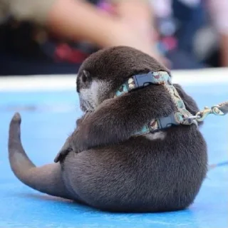 🦦 emoji otter Telegram sticker 14 of 34