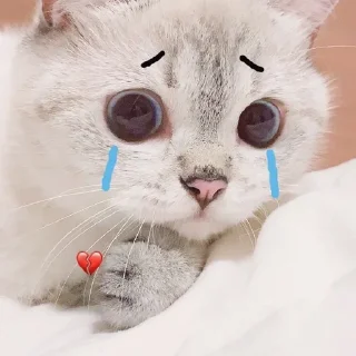 😖 emoji 『Meong psd』͙๛❁.*･ @Stiker_kucing Telegram sticker 8 of 35