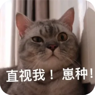 🐱 emoji 1 Telegram sticker 6 of 70