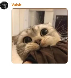 😚 emoji Cat pussy cat Telegram sticker 5 of 22