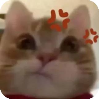 🐱 emoji Catto Telegram sticker 10 of 25