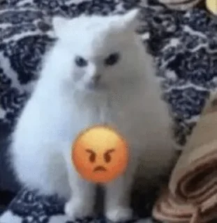 🐱 emoji Catto Telegram sticker 5 of 25