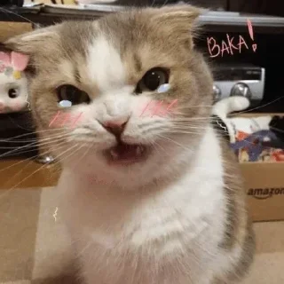 😠 emoji @one_ofitskind cats 1 Telegram sticker 23 of 120