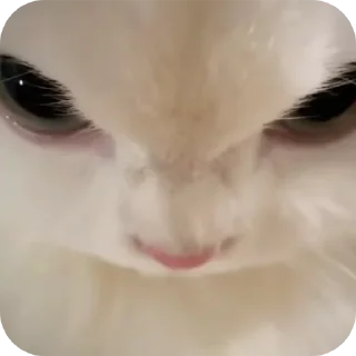 🐱 emoji miaww (punya wiyaa) Telegram sticker 7 of 15