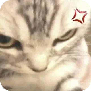 🐱 emoji miaww (punya wiyaa) Telegram sticker 13 of 15