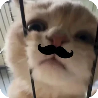 🐶 emoji miaww (punya wiyaa) Telegram sticker 10 of 15