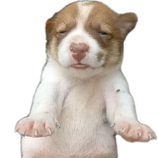 🐶 emoji apaya Telegram sticker 17 of 31