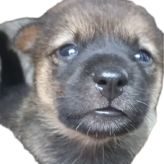 🐶 emoji apaya Telegram sticker 18 of 31